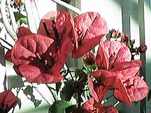 Bouganvillia
