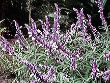 Mexican Sage