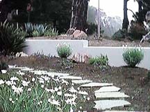 Path to Patio