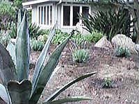 Cactus and New Plants