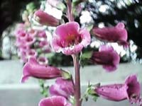 Foxglove