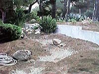 The Front Path