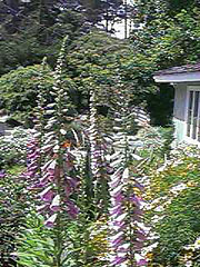 Foxglove Corner