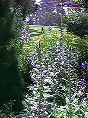 Fox Glove