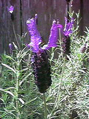 Lavender