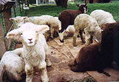 Sheep-Goat