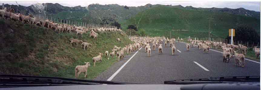 Sheep in the road